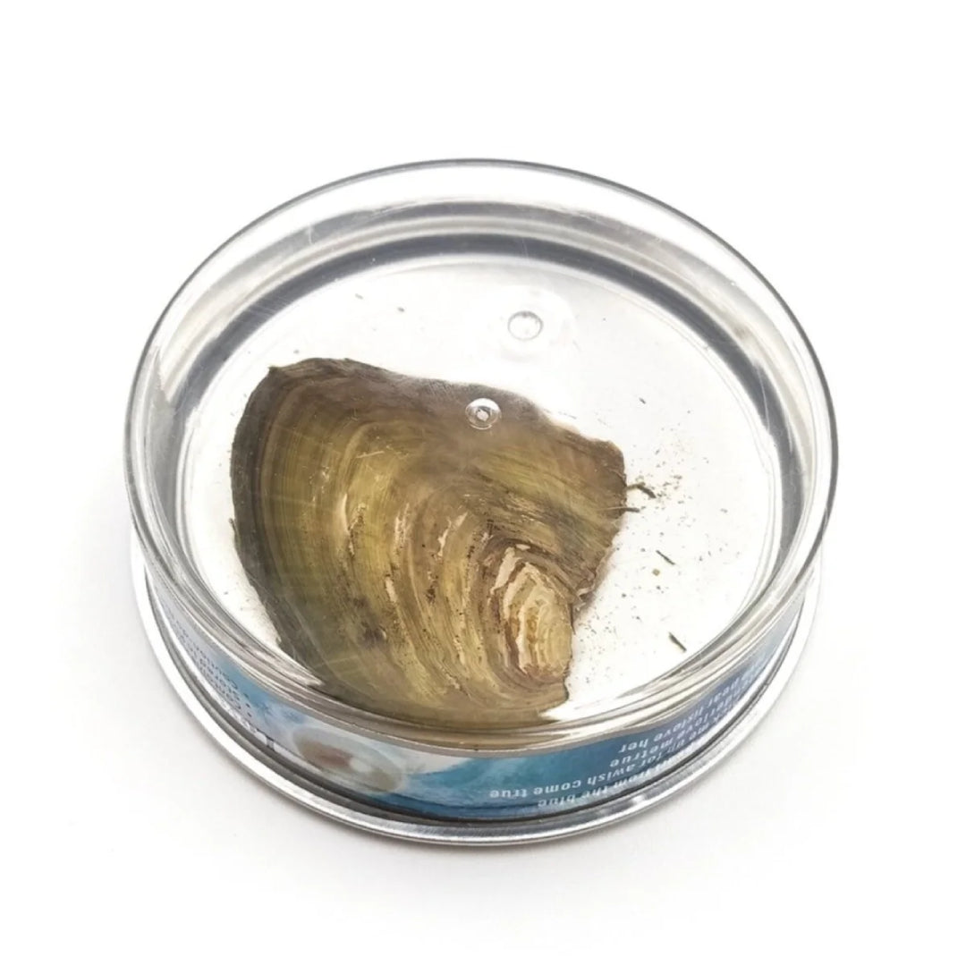 İstiridye İnci Kolye